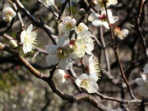 静岡　熱海梅園・河津桜