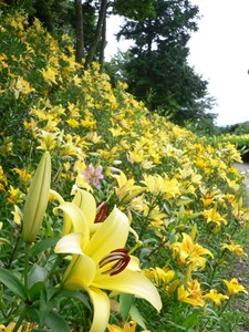 静岡県 可睡ゆりの園