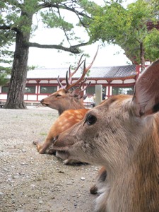 奈良公園