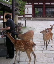 奈良公園