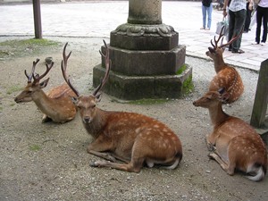 奈良公園