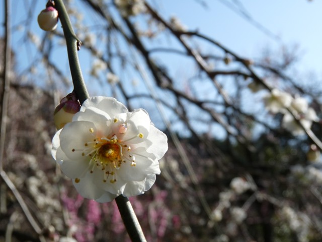 静岡・丸子梅園