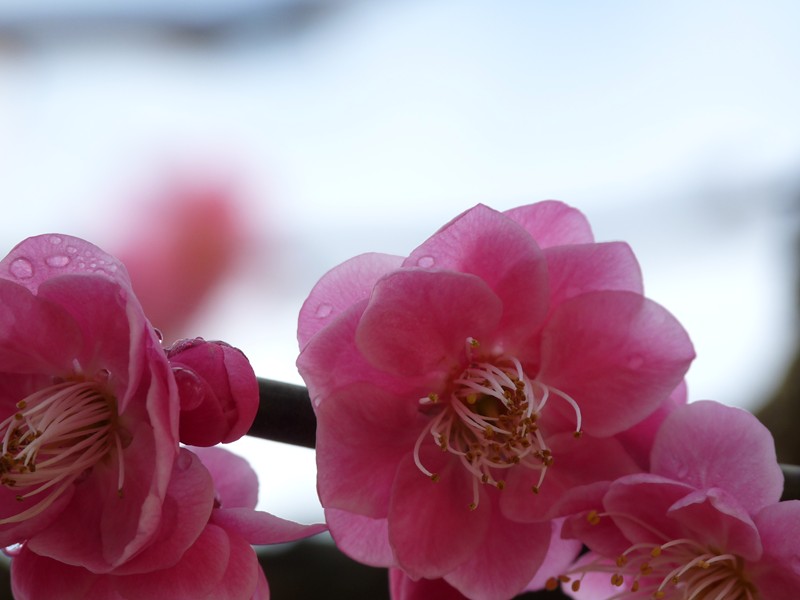 静岡・丸子梅園