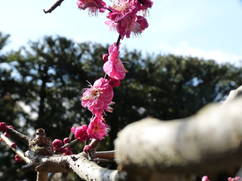 静岡・丸子梅園