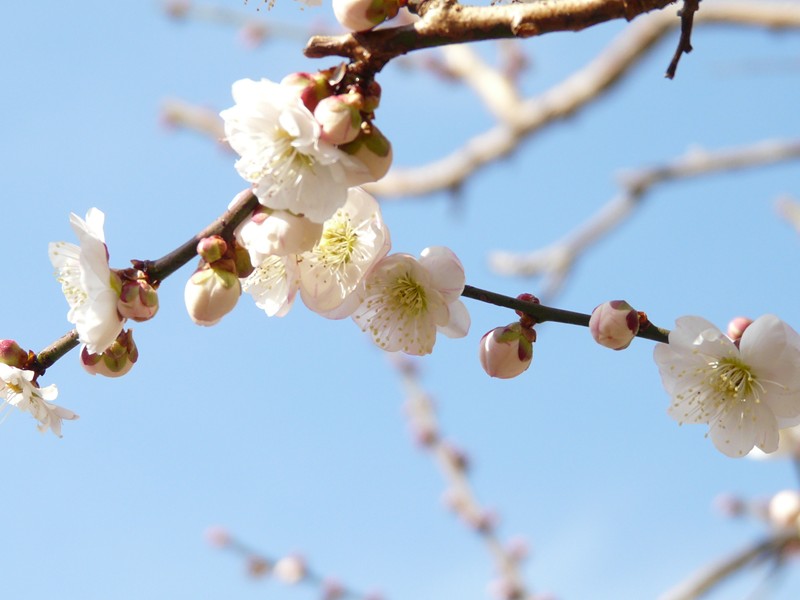 静岡・丸子梅園