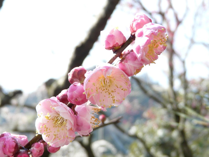 静岡・丸子梅園